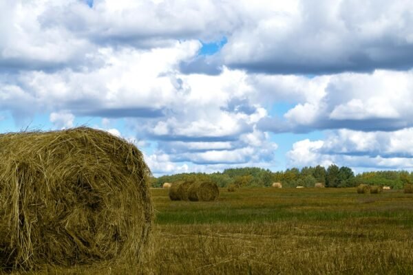 Farm field with stacks of straw