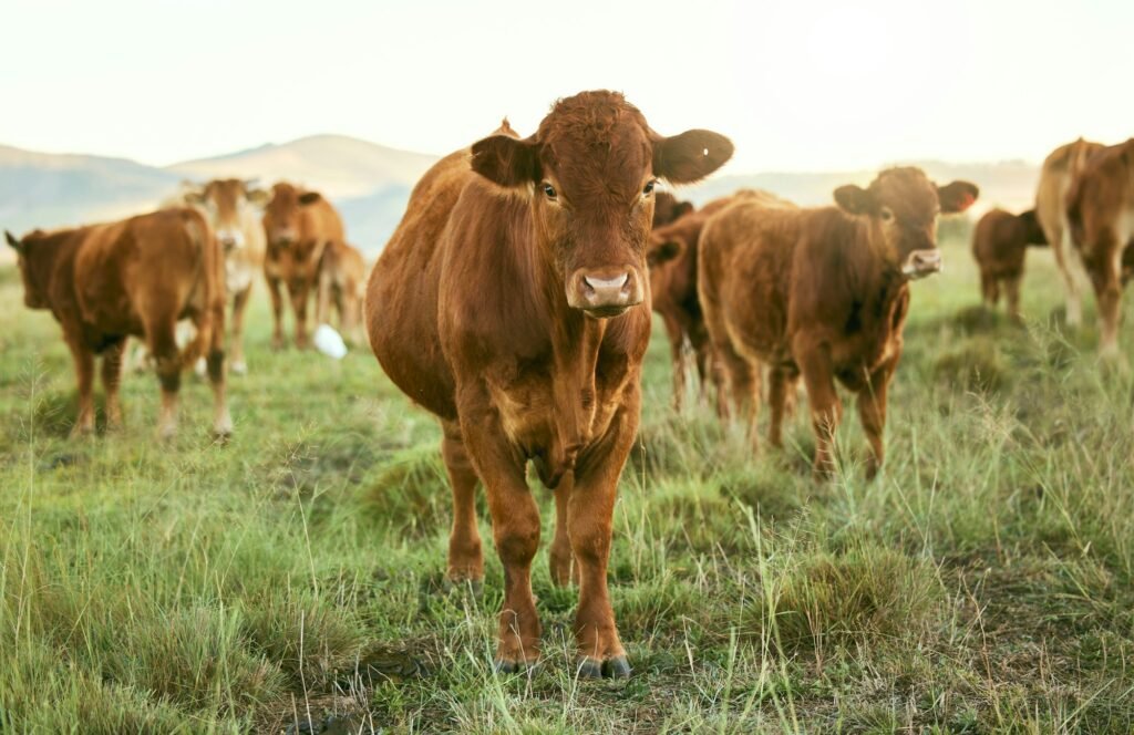 Group of cows, grass or farming landscape in countryside pasture, sustainability environment or Sou