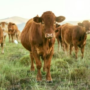 Group of cows, grass or farming landscape in countryside pasture, sustainability environment or Sou